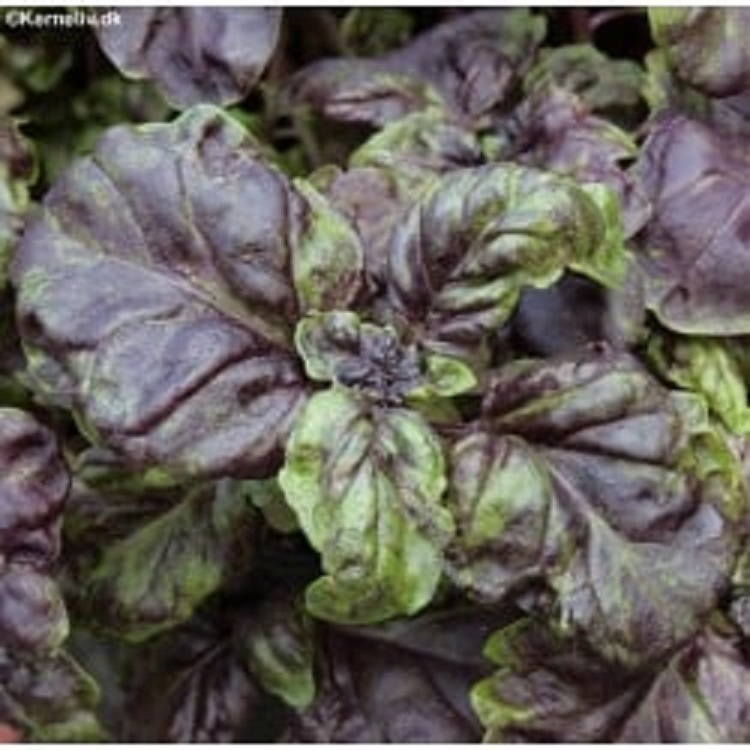 Red Lettuce Leaf Basil Seeds for Planting (5 seeds) HERB Lazada PH