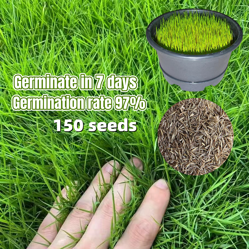 [Easy To Grow In The Philippines] 150seeds Green Grass Seeds for