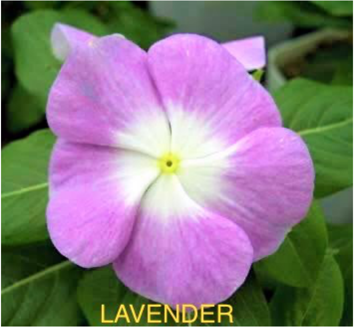 HANGING VINCA LAVENDER (10 SEEDS) PERIWINKLE KUMINTANG FLOWER Lazada PH