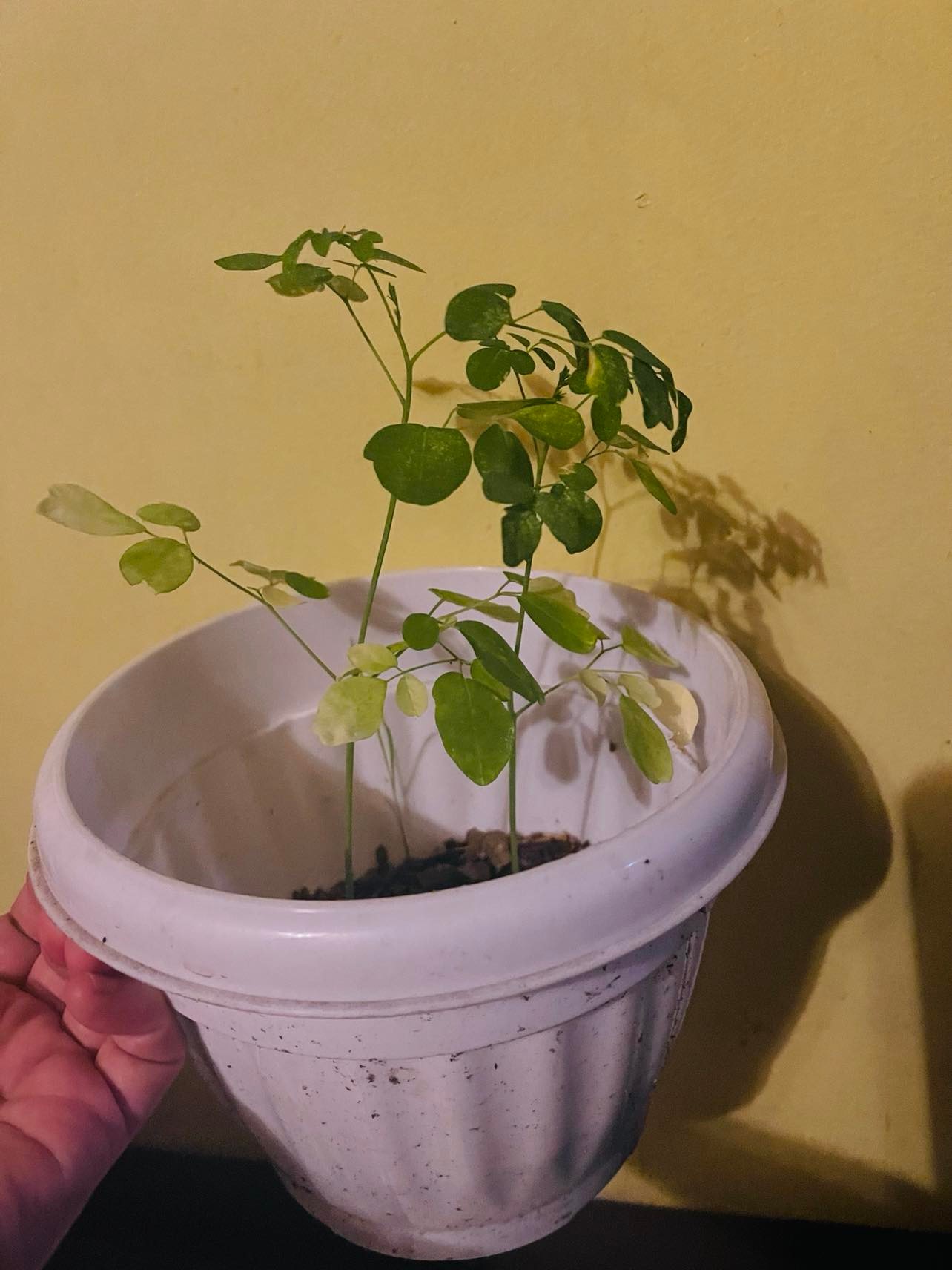 Moringa Seedlings Live Plants with Pot Lazada PH