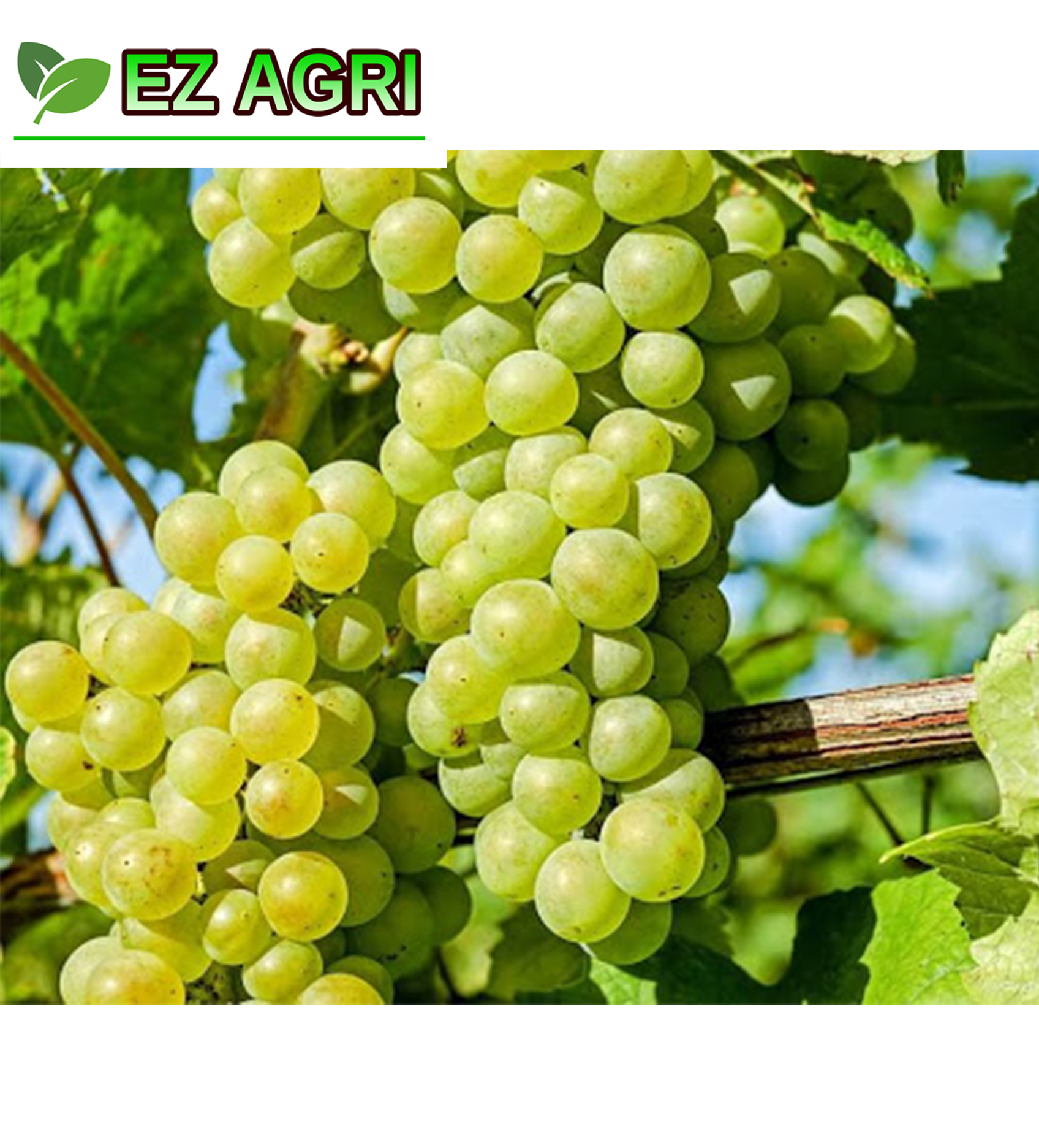 Black Ribier What Are Ribier Grapes? | 11 Popular Grape Varieties โ ILUAZ