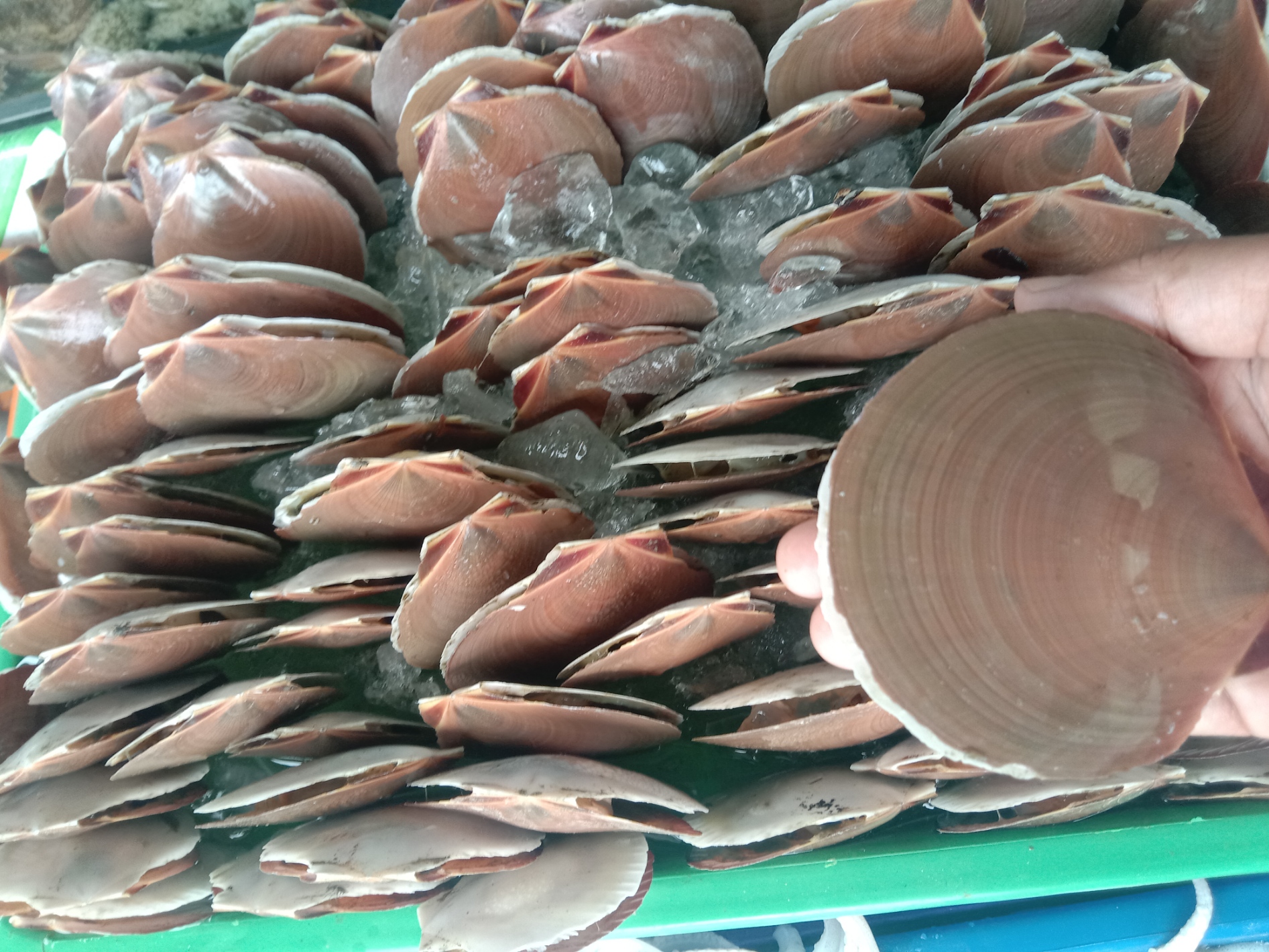 1KG MOONSHELL/SCALLOPS Lazada PH