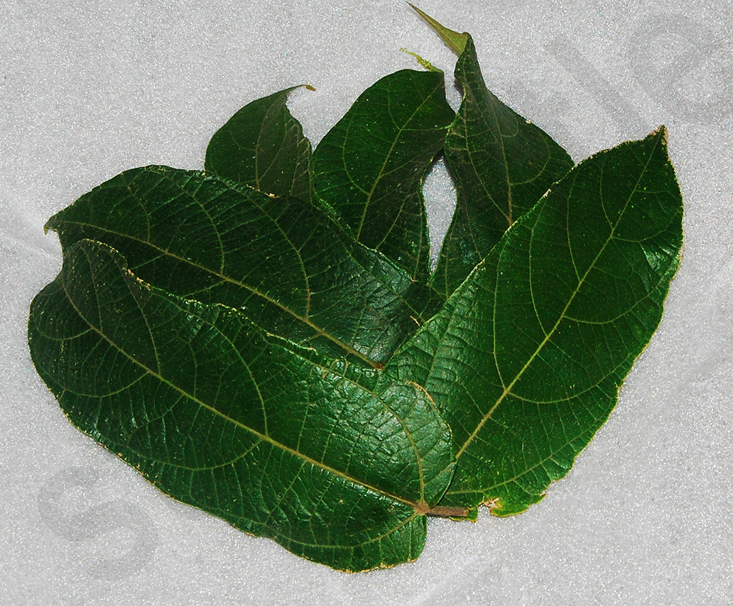 Is is leaves Dahon ng is is ficus odorata 20pcs. isis Lazada PH