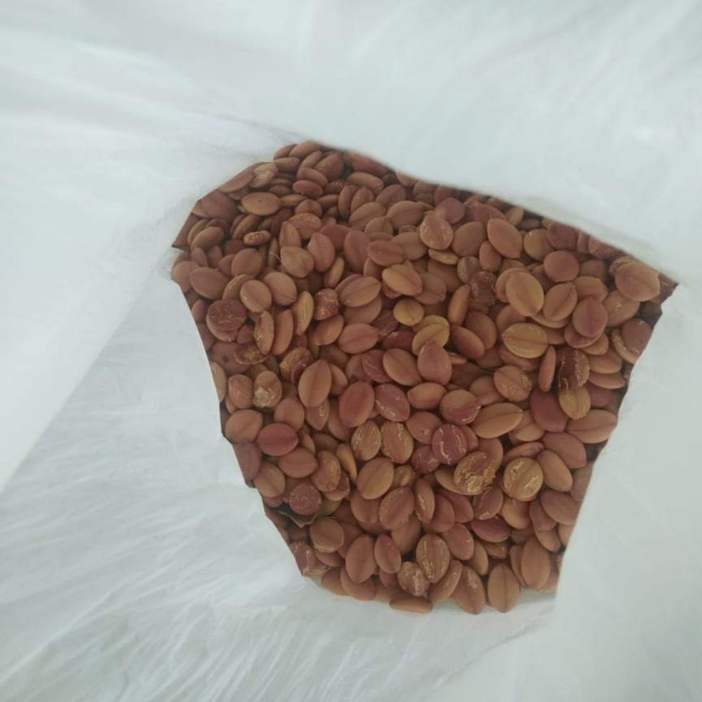 Local Cherry Blossom seeds Lazada PH