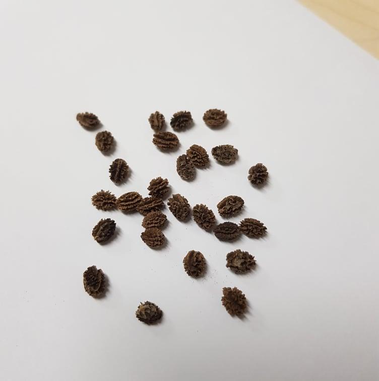 Dwarf Papaya Seeds (OPV) Heirloom Variety review and price