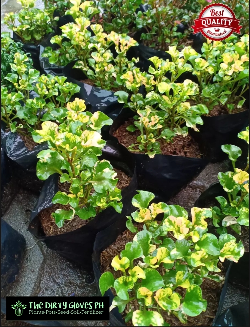 Kutsarita Plant (Yellow Variety) Alternanthera ficoidea Free pot