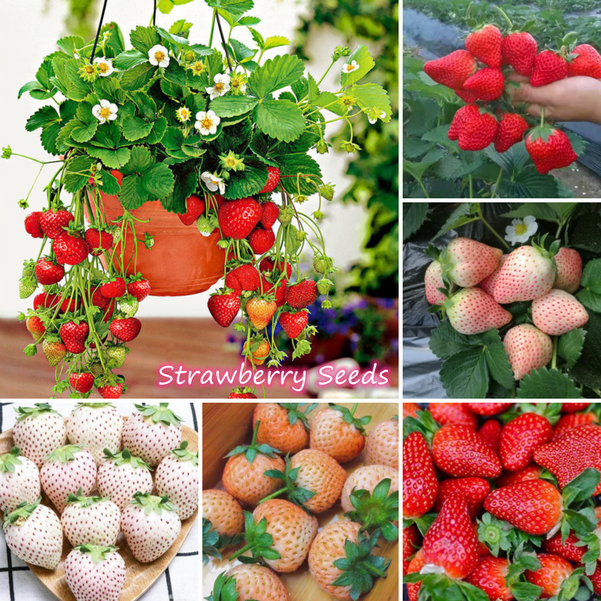 50Pcs Mixed Color Strawberry Fruit Plant Seeds Bonsai Balcony Garden Decor USA 