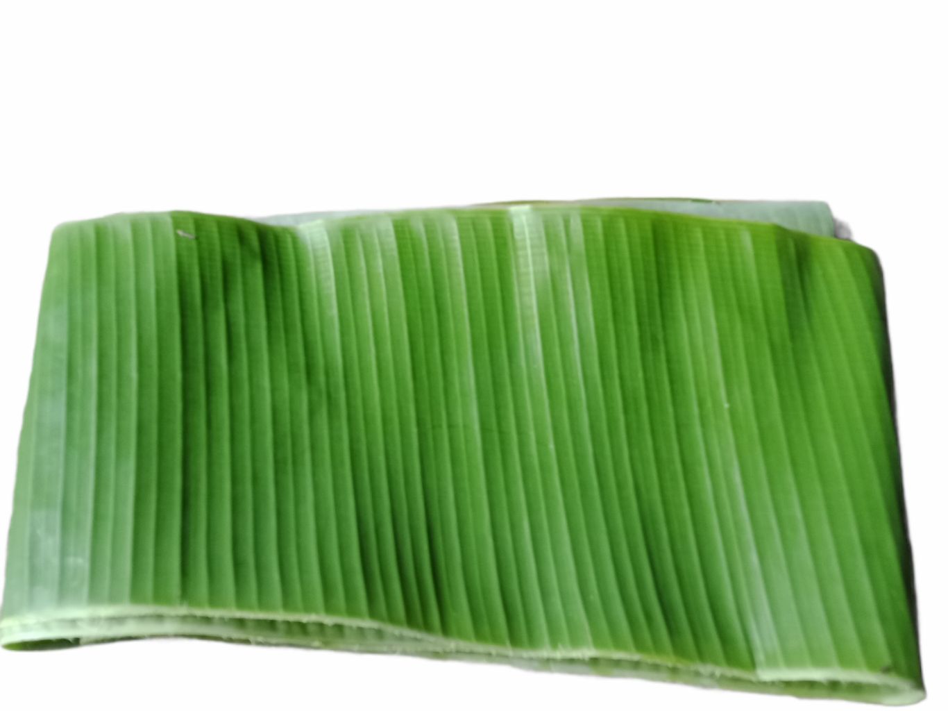 Crafty Fresh Banana Leaves per kilo Lazada PH