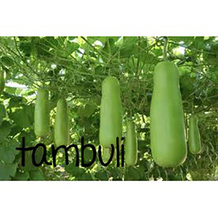 tambuli bottle gourd calabash upo vegetable seeds | Lazada PH