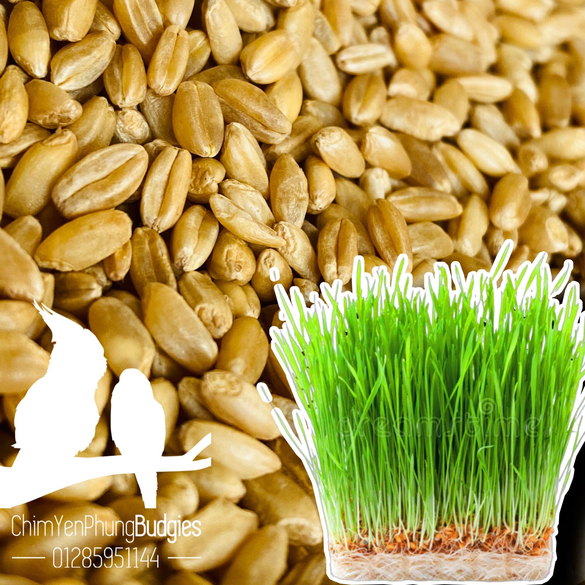1kg hạt giống cỏ lúa mì • wheatgrass • cỏ mèo, ép lấy nước uống (hạt đẹp).