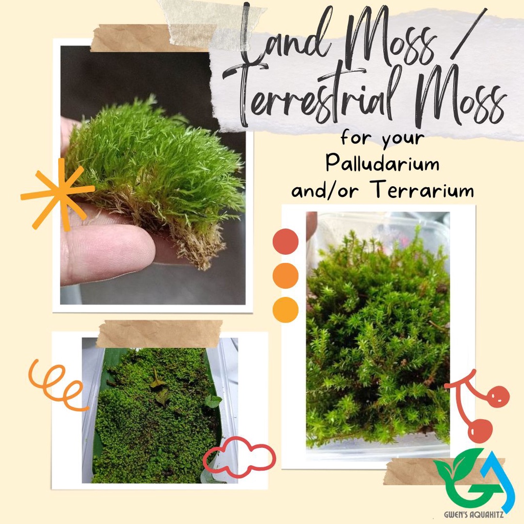 Land Moss / Terrestrial Moss for your Palludarium and Terrarium