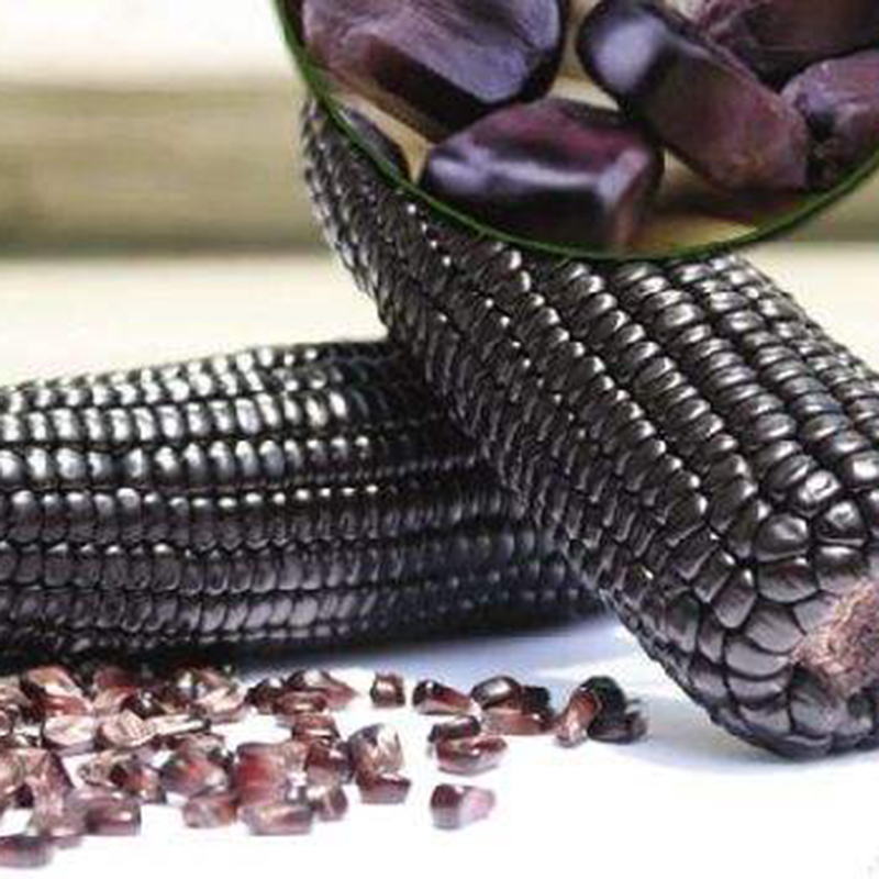 philippines-ready-stock-100-pcs-sweet-glutinous-black-corn-seeds-purple