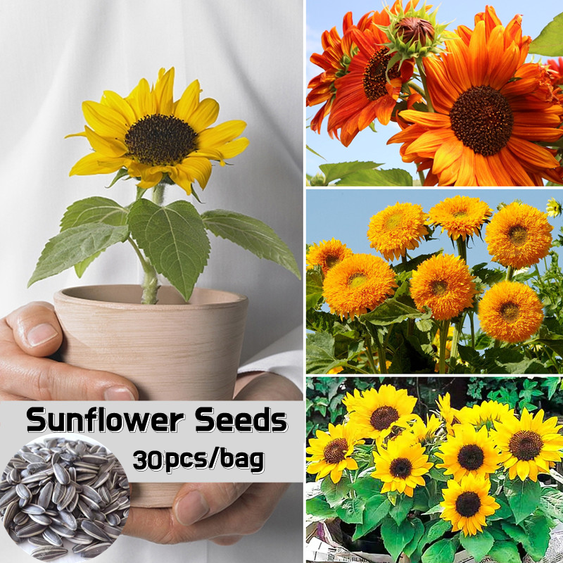 คุณภาพดี ของแท้ 100 ทานตะวัน เมล็ดพันธุ์ Rare Edible Sunflower Seeds
