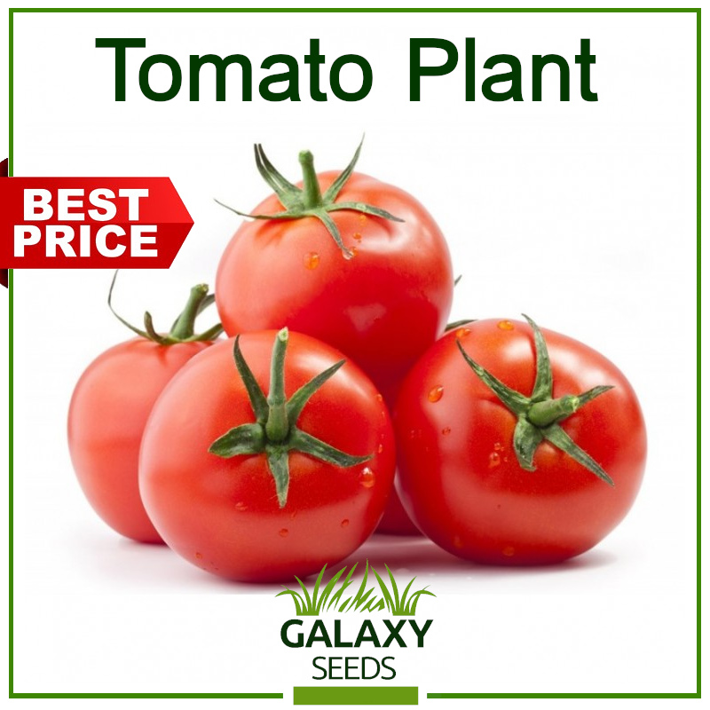 [Galaxy Seeds] Value Pack Tomato Seeds for Planting Vegetable Plants