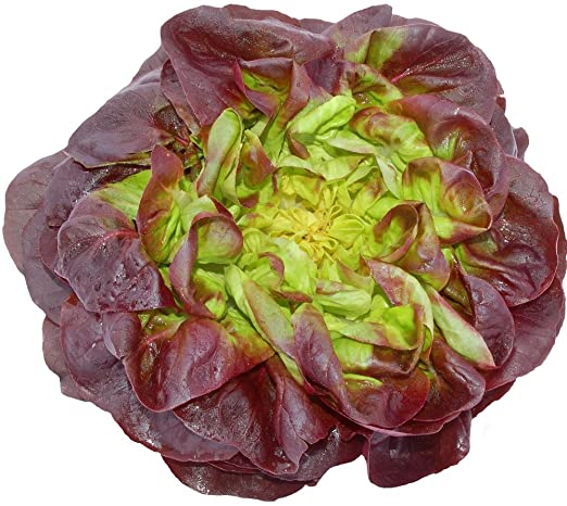 Red Green Butterhead Lettuce Lazada Ph