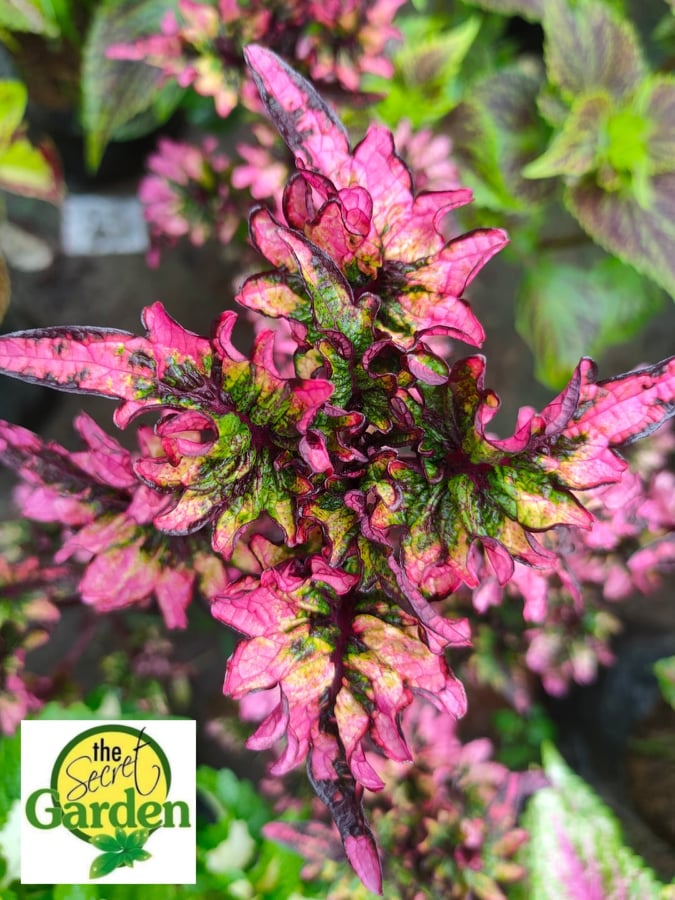 Mayana Coleus Flame Wings (Rare Mayana) with FREE plastic pot, and