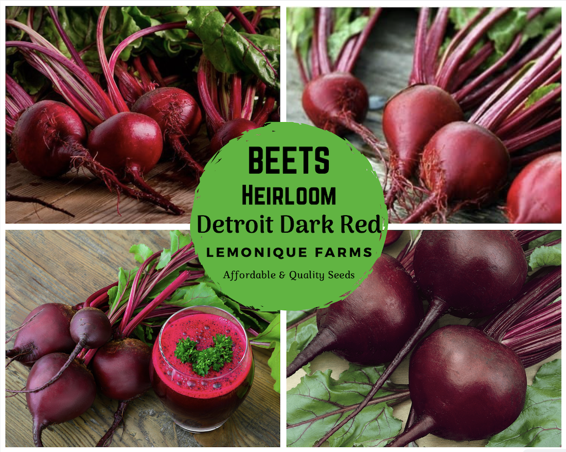 Heirloom  Detroit Dark Red Beet Seeds Non GMO