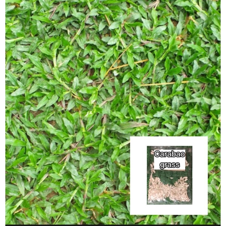 Carabao Grass Seeds 50 Seeds Lazada Ph