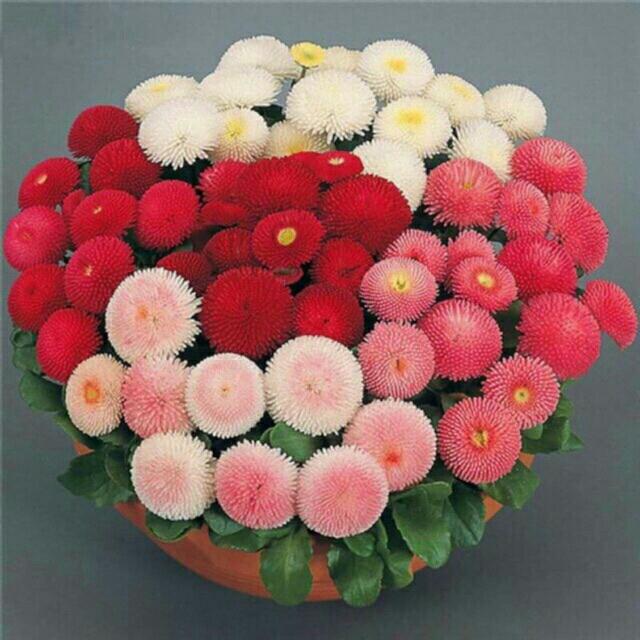 Chrysanthemum Flower Seeds review and price