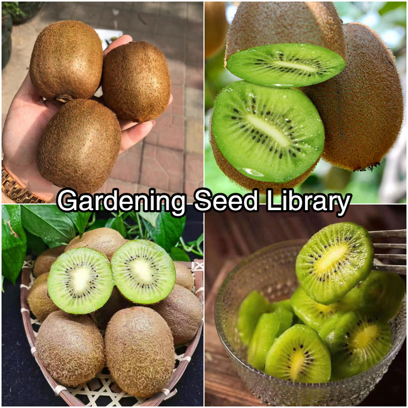 Details about   1 Pack 200 Kiwi Fruit Seeds Actinidia sinensis Kiwi Berry Seed Organic S081 