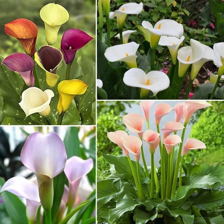 Calla lily mix flower seeds 10seeds Lazada PH