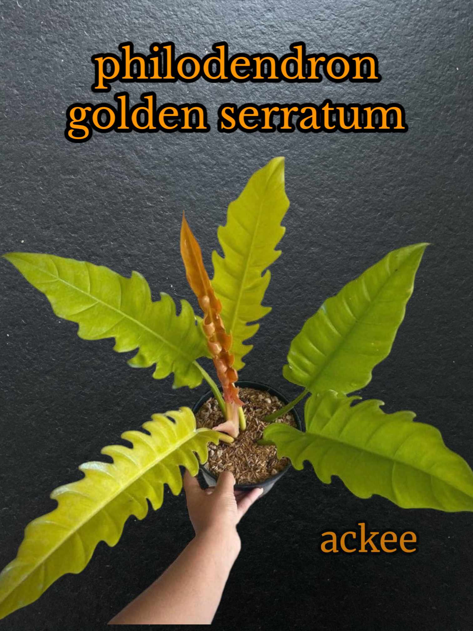 Golden Serratum Philodendron Philippines Indoor Plants Seeds Indoor Plant  Seeds Delivery - Lazada | Lazada PH