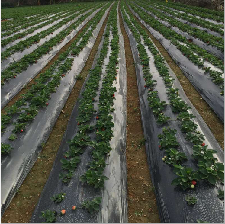 Plastic mulch 2.65 feet wide x 500meters long x 10 microns thick 1 roll