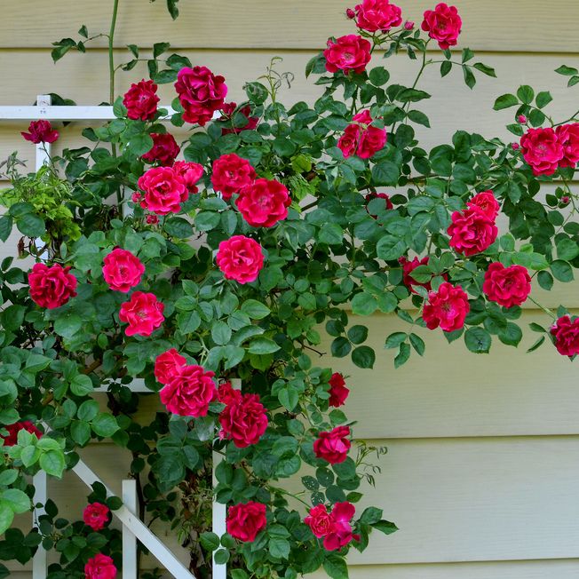FAMILIFE (50 seeds) Colorful Climbing Rose Plant Seeds/Beautiful Easy