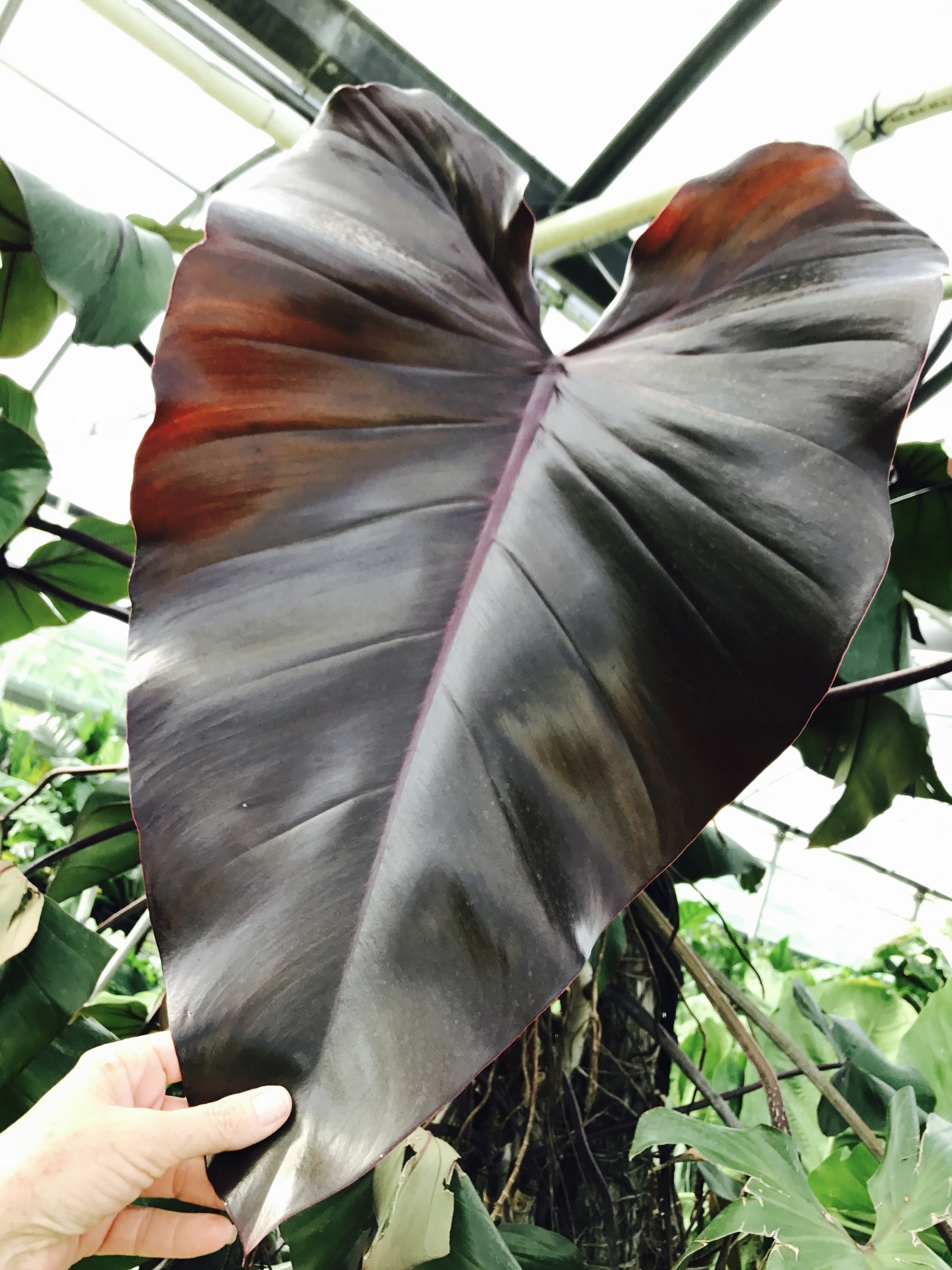 philodendron spiritus sanctus Philodendron spiritus-sancti 4" at SPROUT HOME