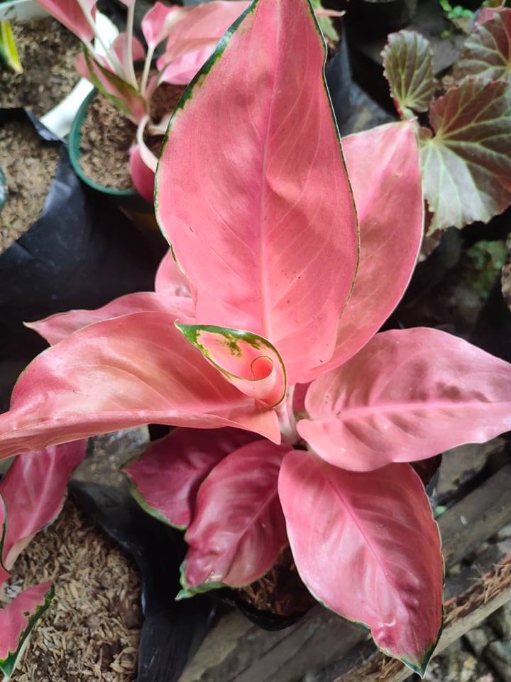 Aglaonema Pink Anyanmanee with FREE plastic pot, pebbles and garden soil  (Indoor Plant, Real Plant, LivePlant andLimited Stock) - Plants for Sale |  Lazada PH