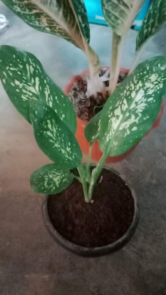 Dumb Cane Plant Buy Sell Online Plant Seeds And Bulbs With Cheap Price Lazada Ph