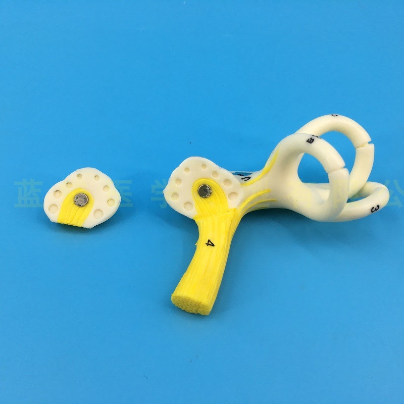 The human ear canal cochlear model semicircular canal anatomical model