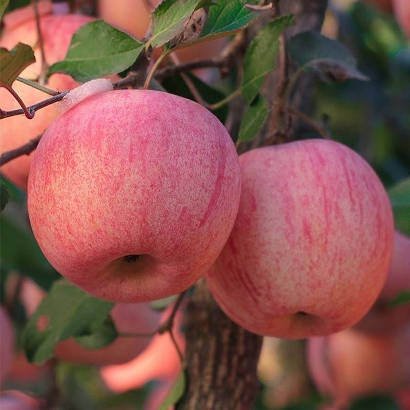 Dwarf apple tree potted balcony fruit tree stumps miniascape of indoor