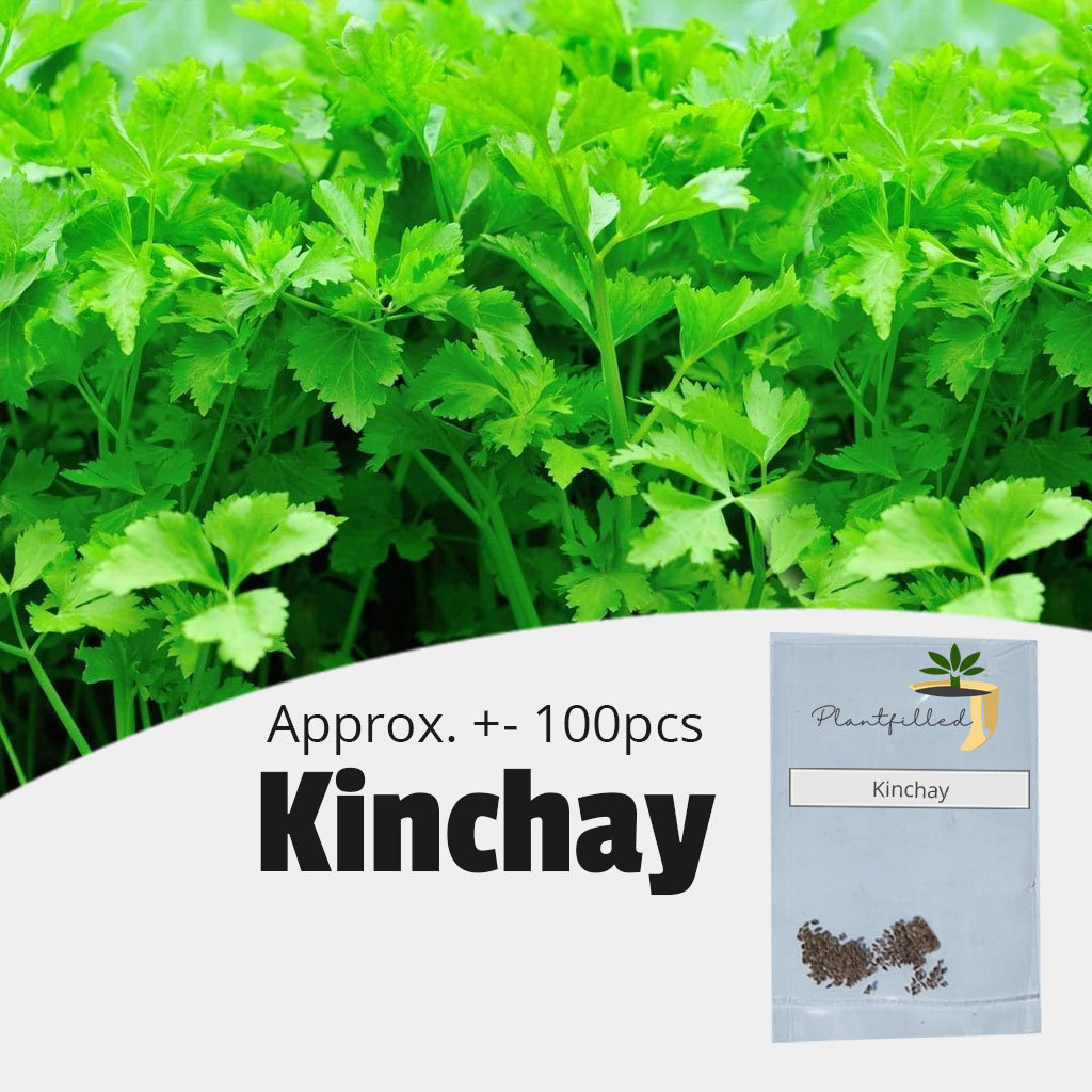 Kinchay Powder Kintsay » Tagalog : Translate kinsa nag ingon ani? from Cebuano to ...