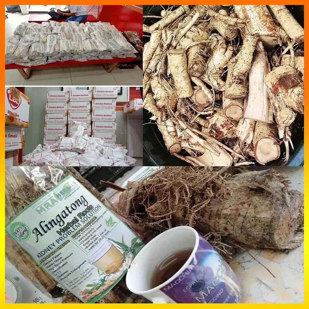RED ALINGATONG HERBAL ROOTS Best for any Kidney Problem review and price