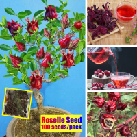 High Quality (100pcs/bag) Red Roselle Flower Seeds for Sale Bonsai Seeds Can Be Used for Making Tea Dwarf Flower Seeds for Planting Indoor Ornamental Flowers Plants Seeds Air Plants Real Live Plants for Sale Easy To Planting Home Garden Decoration Items