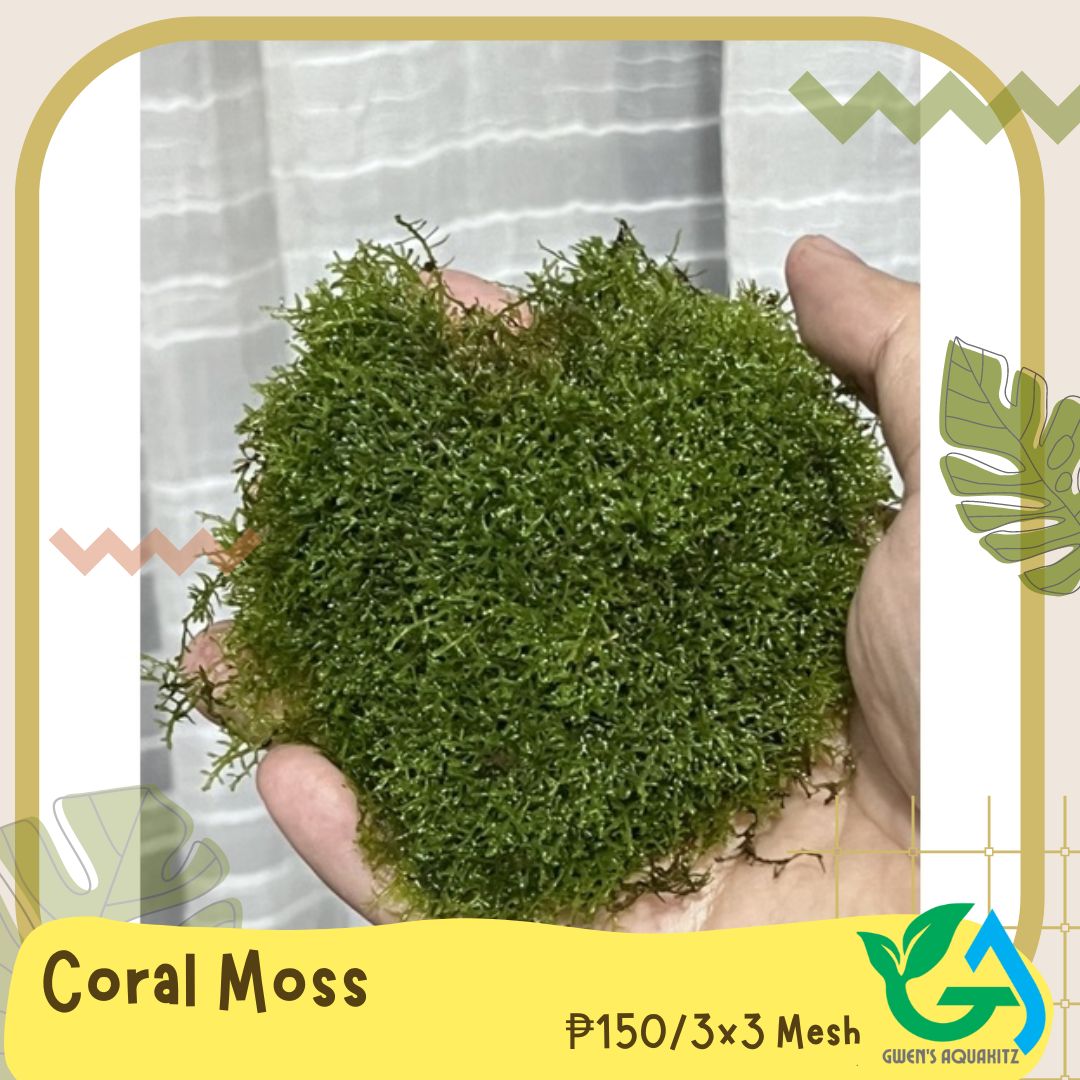 Aquatic Moss Java Moss, Christmas Moss, Weeping Moss, Flame Moss