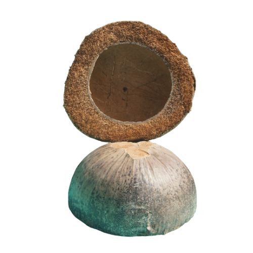 CFI native bunot polisher (1 pc) native husk floor polisher common use