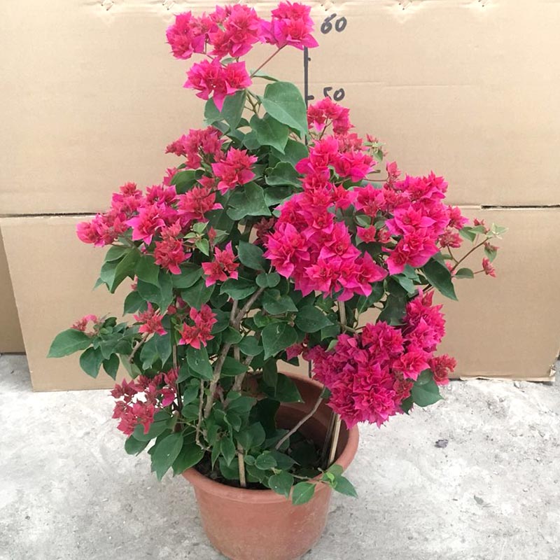 Rhododendron potted bougainvillea, small seedlings, precious towel flowers,  indoor balcony, courtyard gardening flowers, four seasons blooming bonsai |  Lazada PH