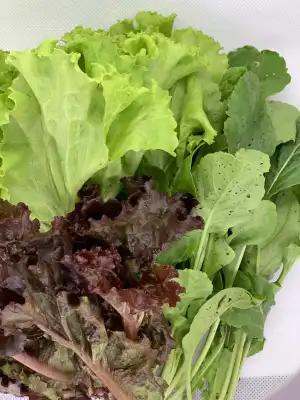 Green Charm Farm Organic Salad Bundle (500g Mixed Salad Greens)