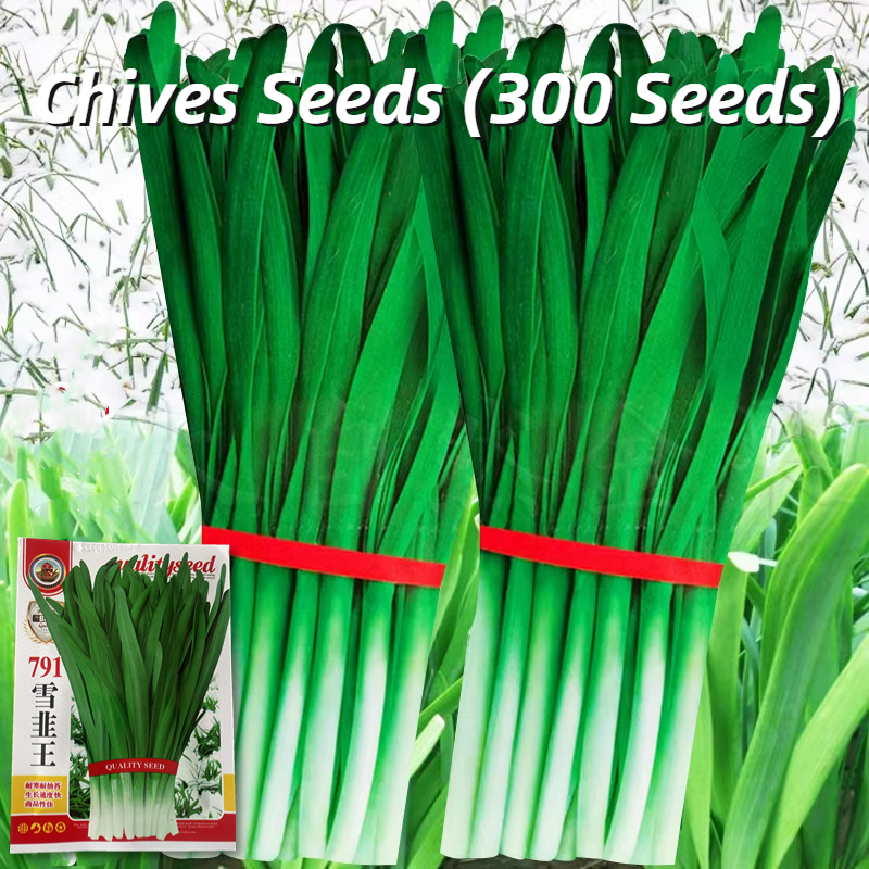 High Yield Chives Seeds (300 Seed) 791 Snow Leek Seeds Chinese Chives ...