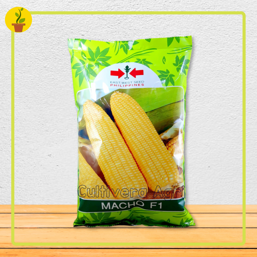 Sweet Corn Seeds (Macho F1 Variety) [1,000 Grams Bag] - Eastwest By ...