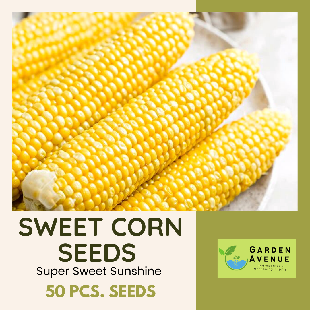 SUPER SWEET CORN SEEDSHigh Yield / Easy to plant buy 1 take 1， 50 seeds