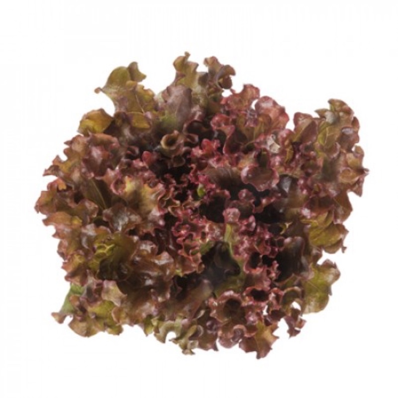 Repacked Rijk Zwaan Lettuce Seeds 100 Seeds Enza Zaden Lettuce Seeds 100 Seeds Lalique Dabi 9528