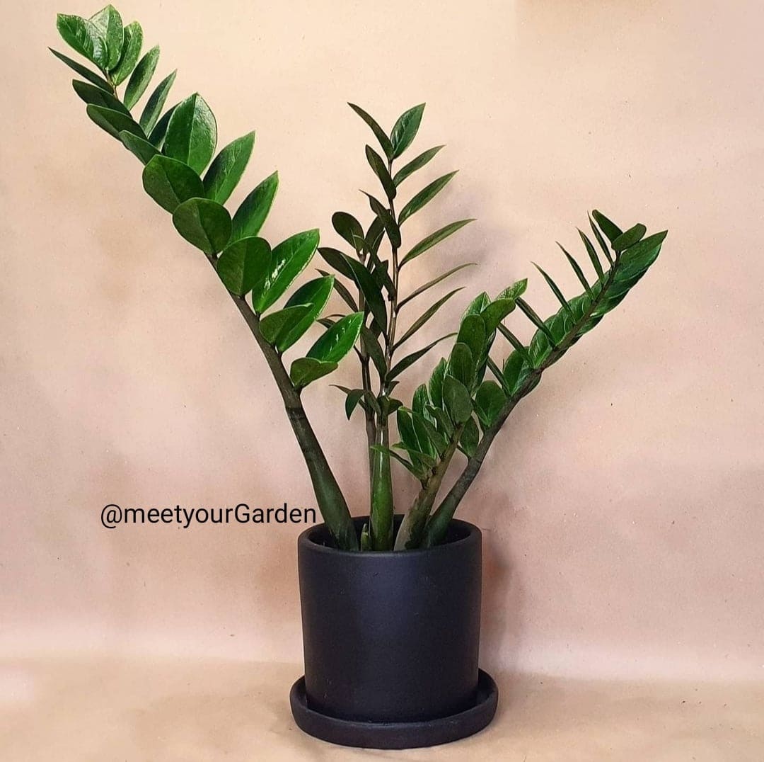 Plant with FREE white plastic pot, pebbles and garden soil