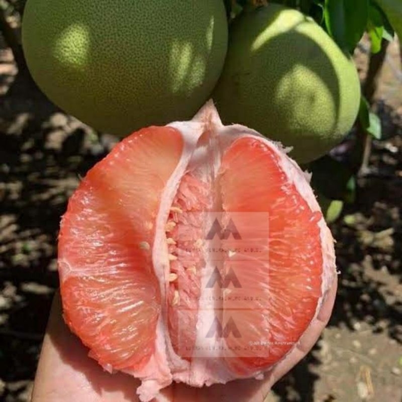 GRAFTED Dwarf Pomelo/Suha Davao pink Variety Lazada PH
