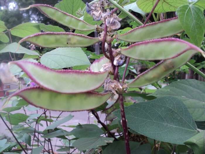 BATAO SEEDS vegetable seeds(It's a seed, not a plant!) Lazada PH