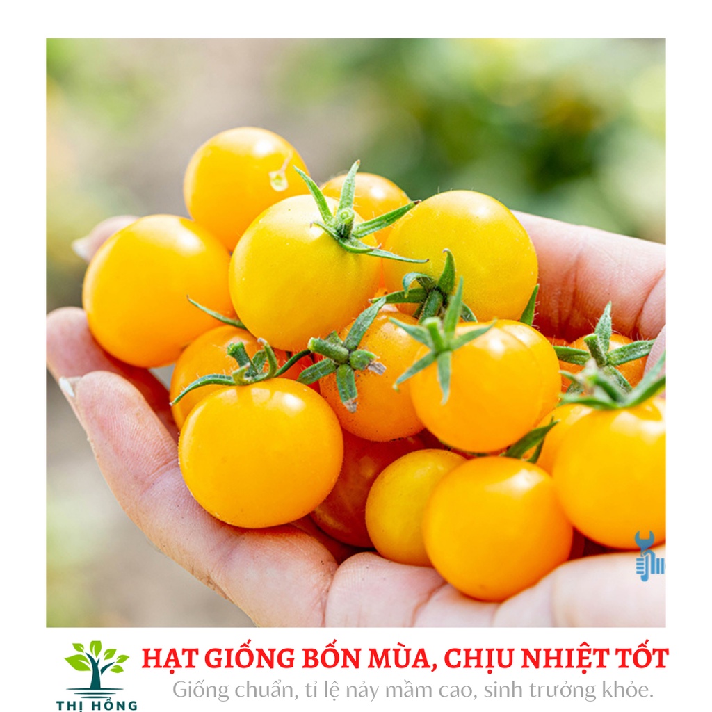 Hạt giống cà chua bi quả vàng .