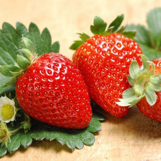 FAMILIFE (50 seeds) Strawberry Fruit Plant Seeds for Indoor and Outdoor