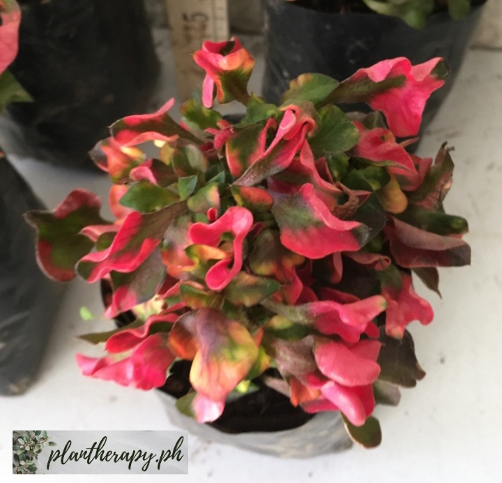 Kutsarita Plant (Pink Variety) Alternanthera Ficoidea Free pot and